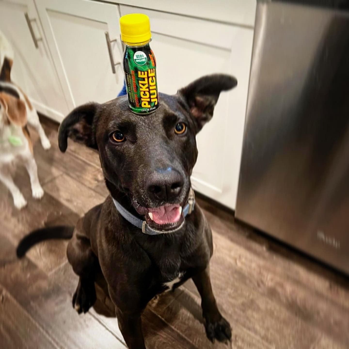 Dog balancing a bottle of Pickle Juice on its head indoors
